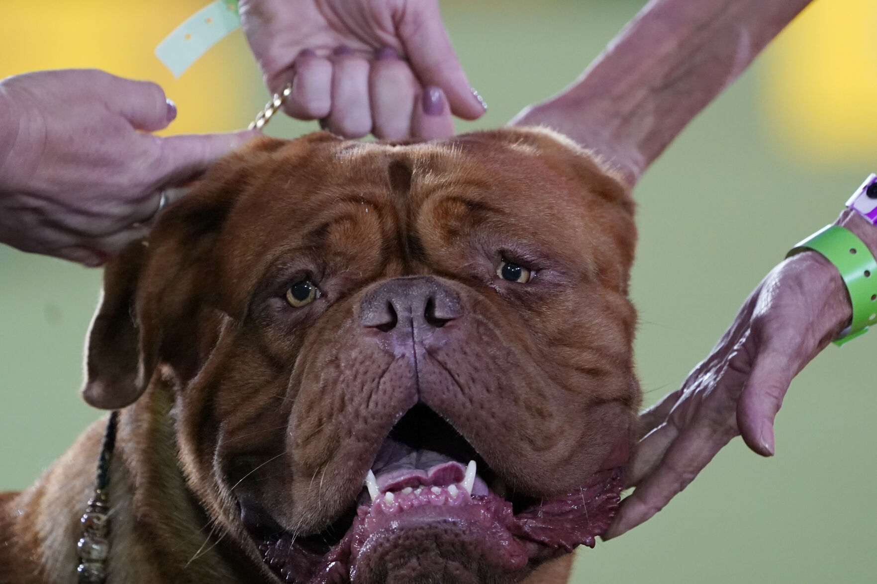 APTOPIX Westminster Dog Show